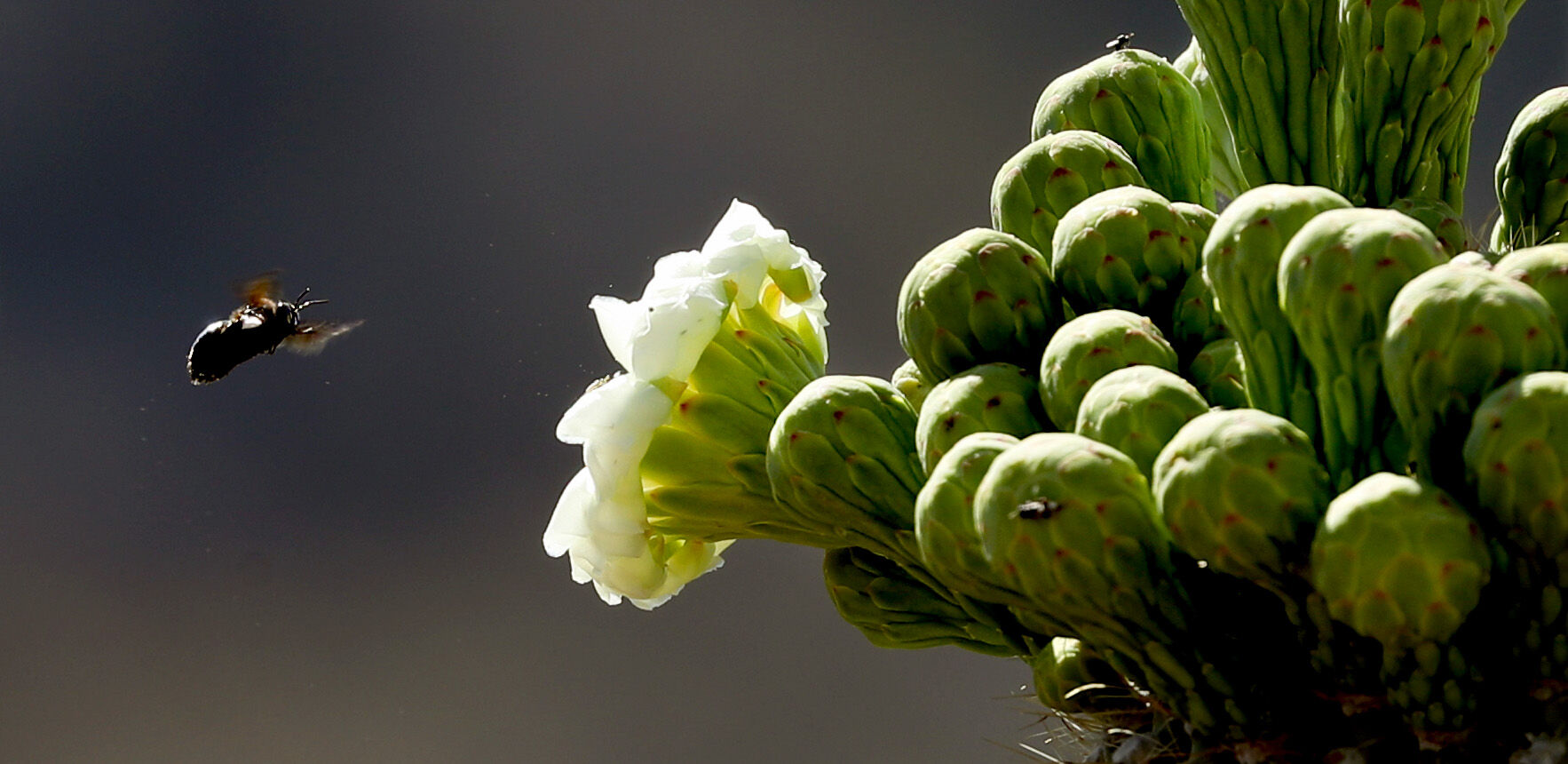 Saguaro blooms